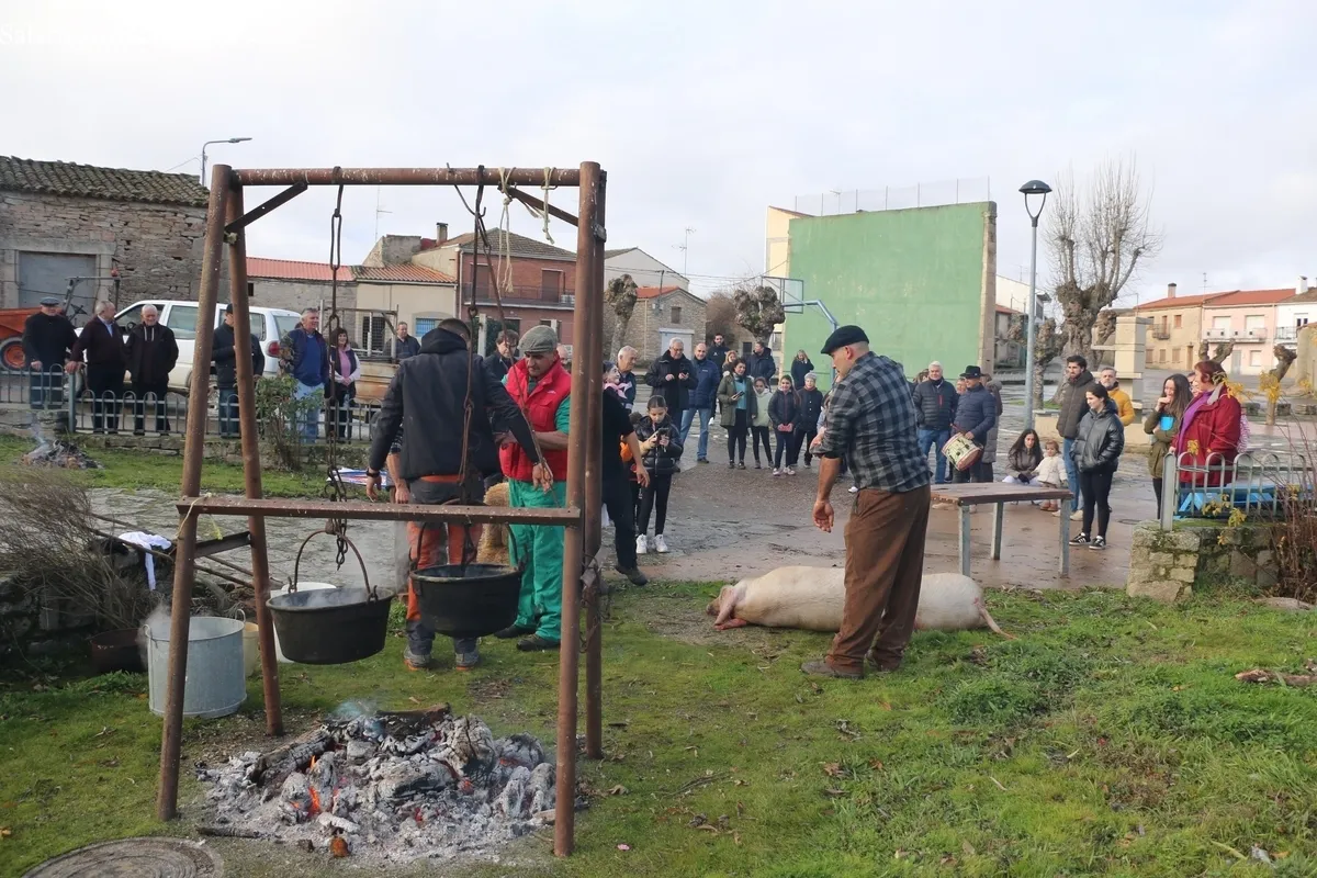 Foto 4 - El Milano celebra la Fiesta de la Matanza con un cerdo de 215 kilos