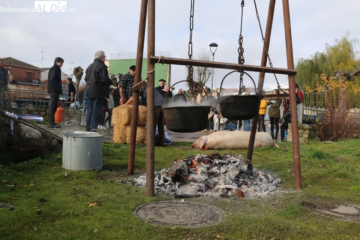Foto 5 - El Milano celebra la Fiesta de la Matanza con un cerdo de 215 kilos