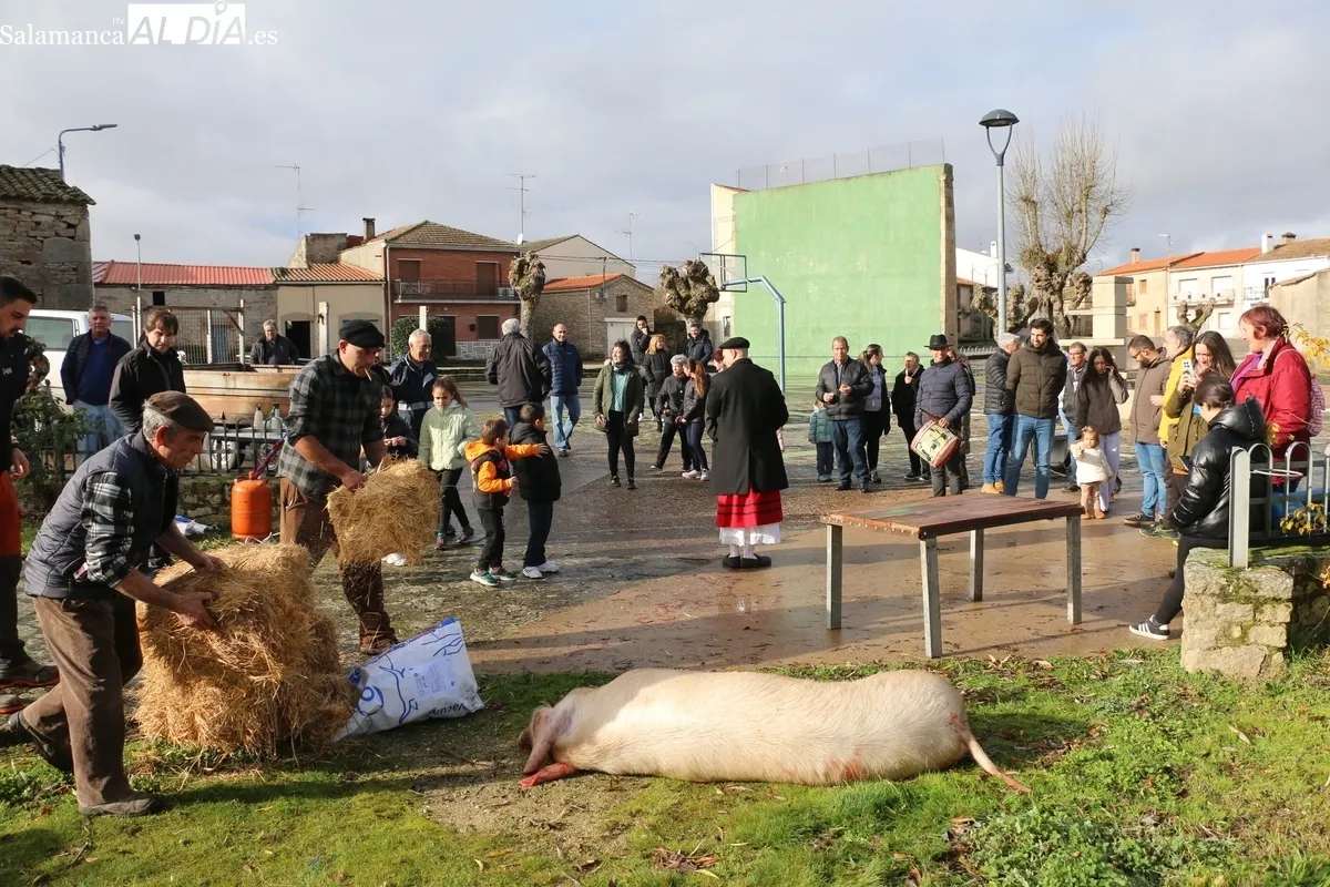 Foto 6 - El Milano celebra la Fiesta de la Matanza con un cerdo de 215 kilos