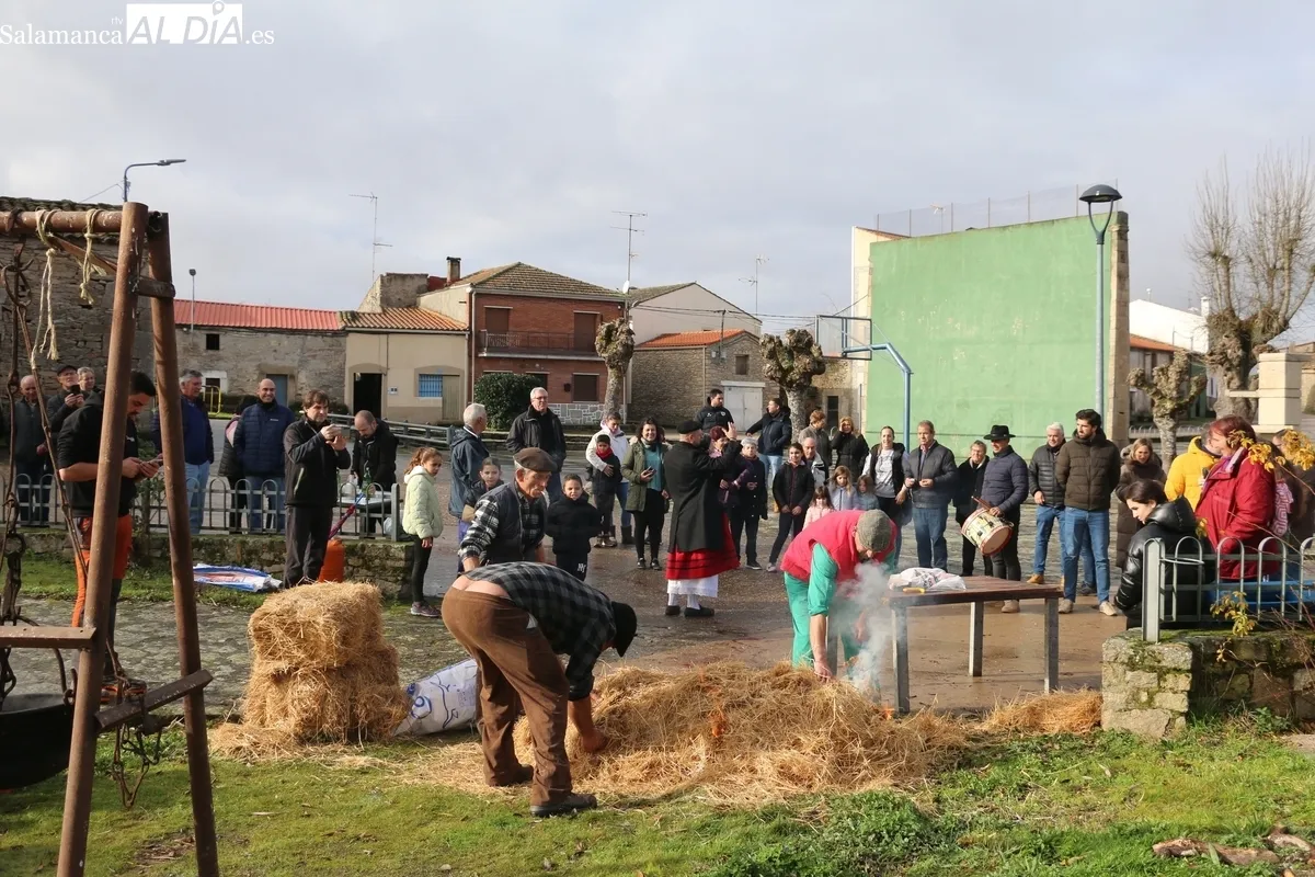 Foto 7 - El Milano celebra la Fiesta de la Matanza con un cerdo de 215 kilos