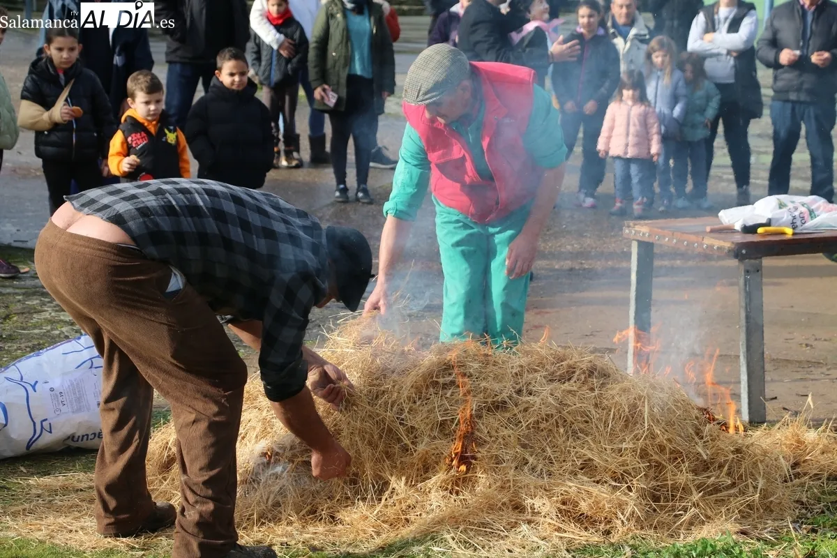 Foto 8 - El Milano celebra la Fiesta de la Matanza con un cerdo de 215 kilos