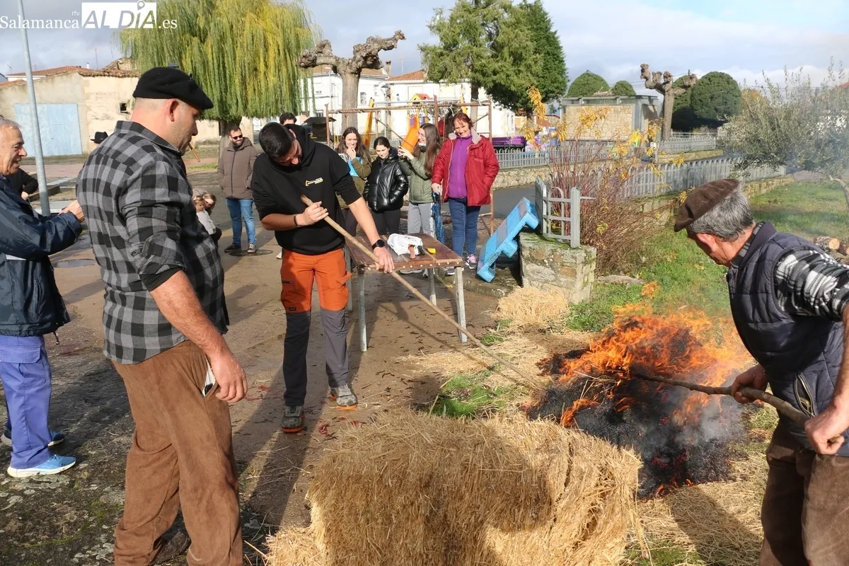 Foto 11 - El Milano celebra la Fiesta de la Matanza con un cerdo de 215 kilos
