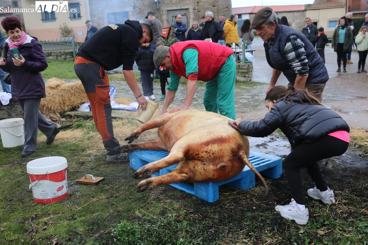 Fiesta de la Matanza en El Milano con un cerdo de 215 kilos