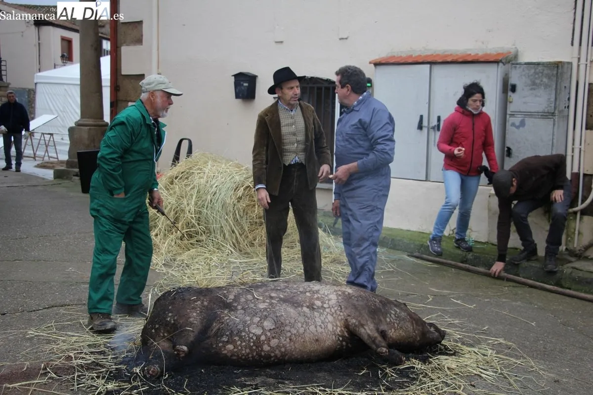 Matanza tradicional en Sobradillo