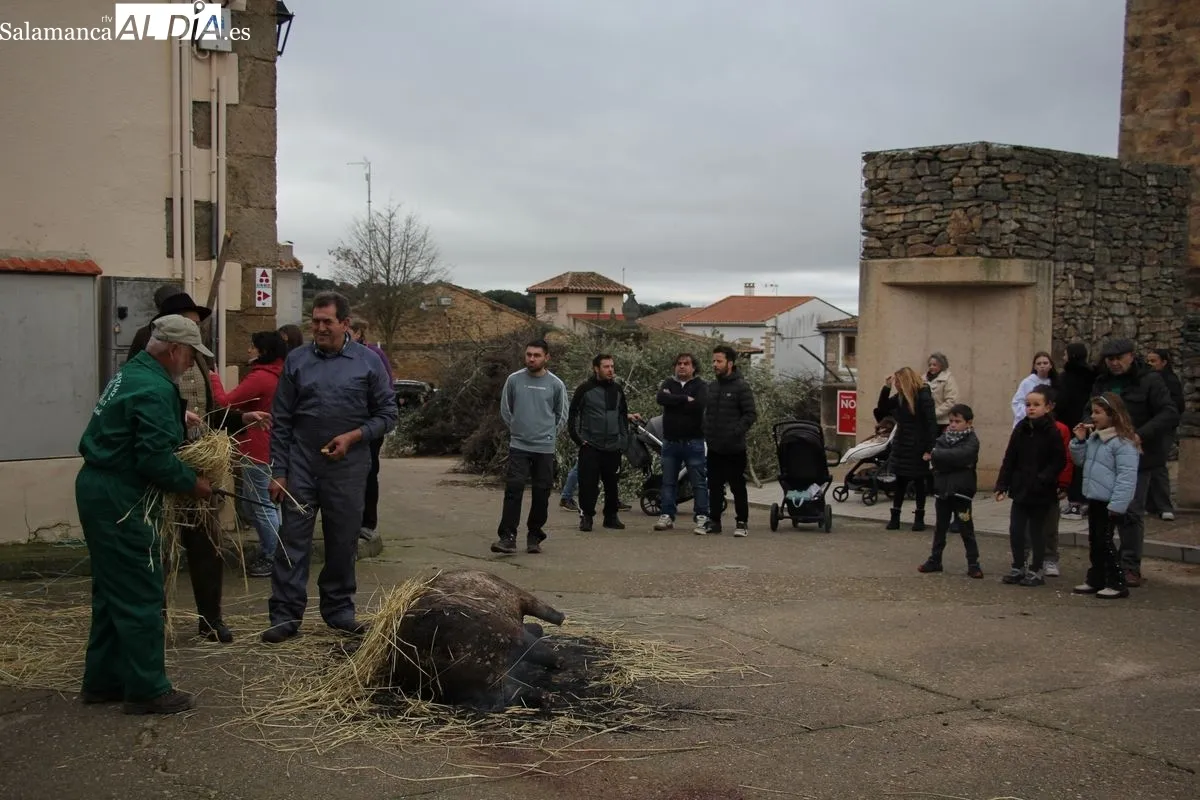 Matanza tradicional en Sobradillo