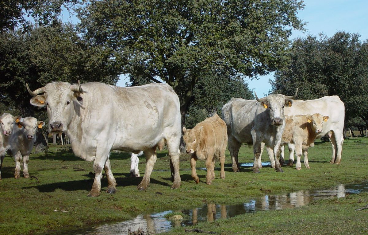 Ternera Charra celebra 25 años superando 22.000 reses