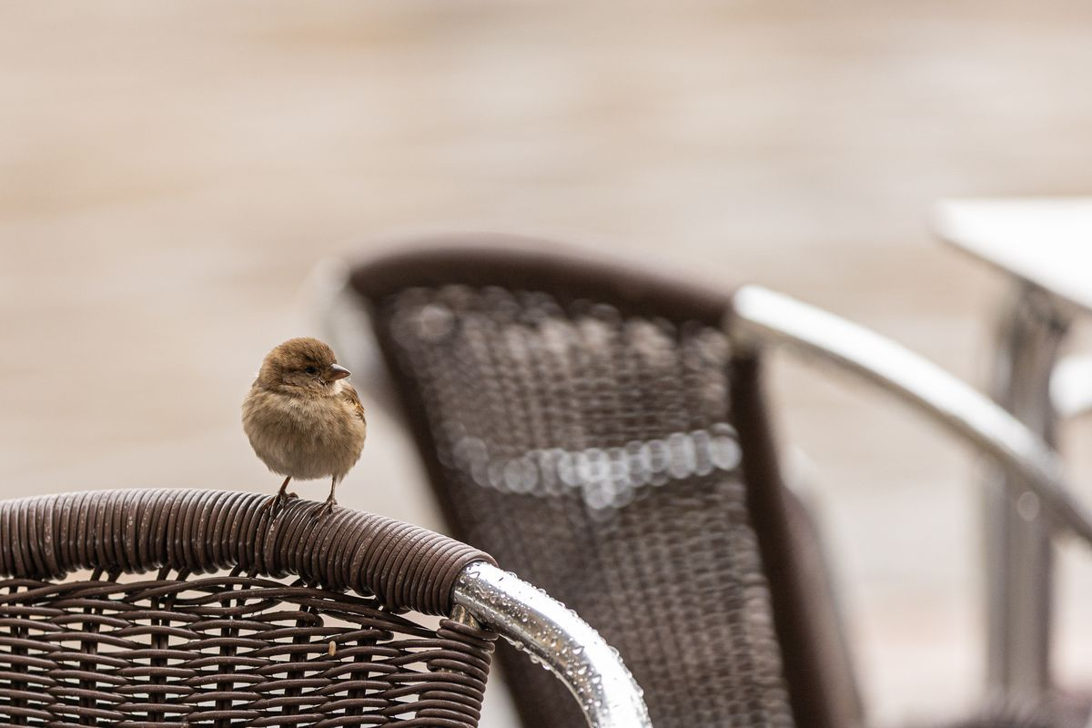 Pardal en la Plaza Mayor de Salamanca