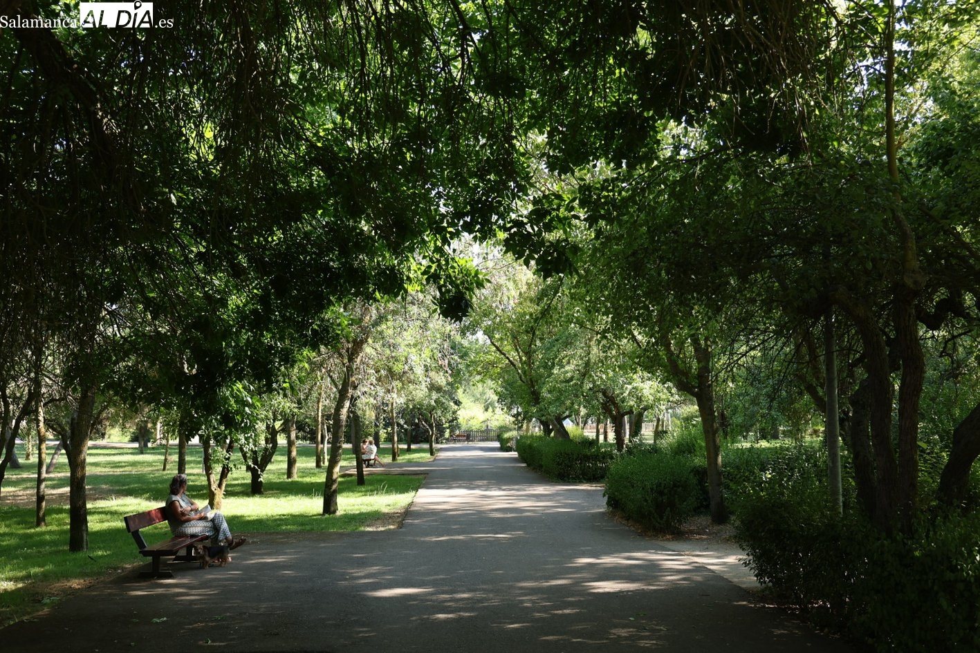 Plantación de 32.600 árboles en Salamanca: dónde y cuándo