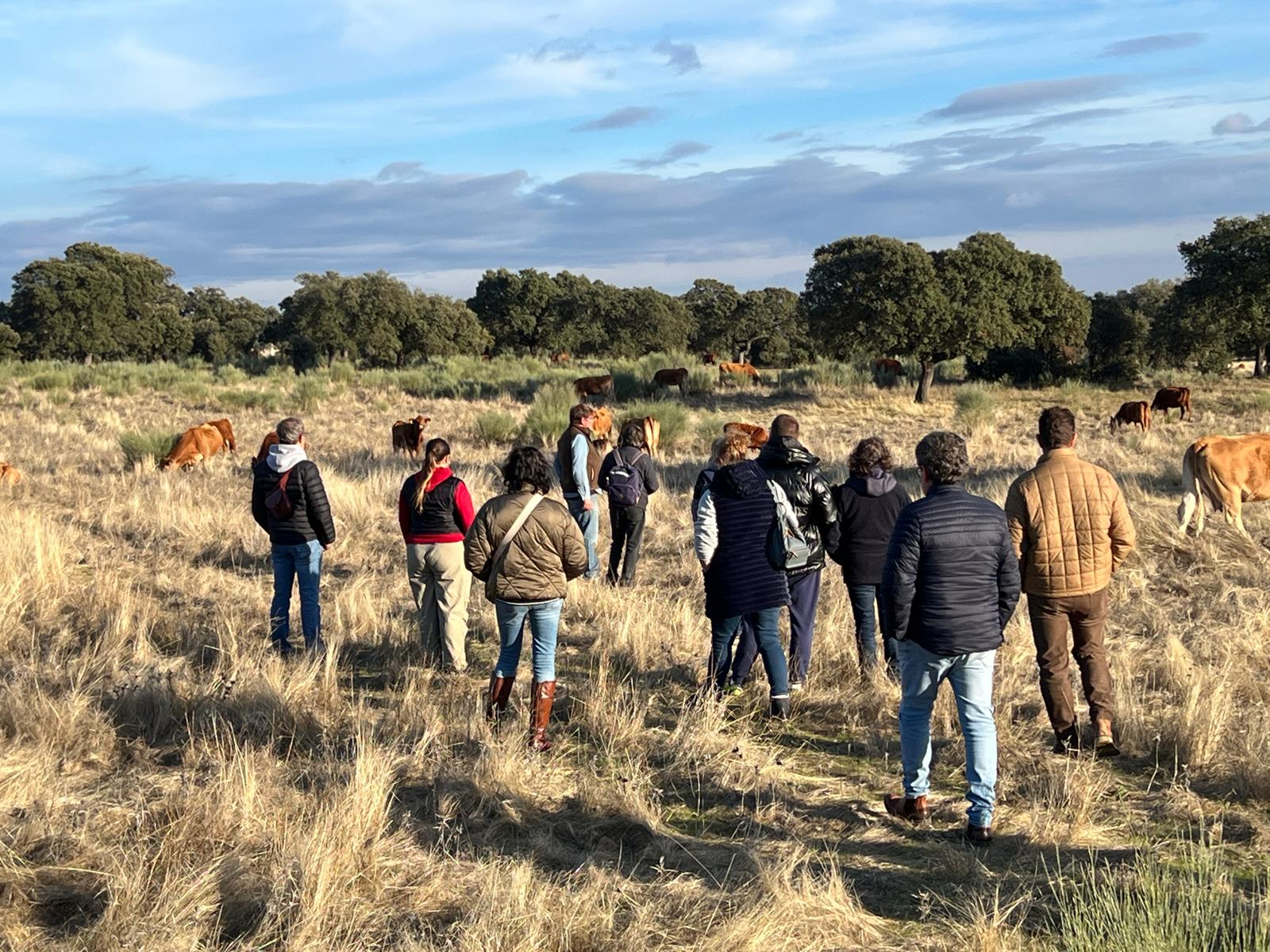 Ganaderos de Salamanca estudian la dehesa regenerativa