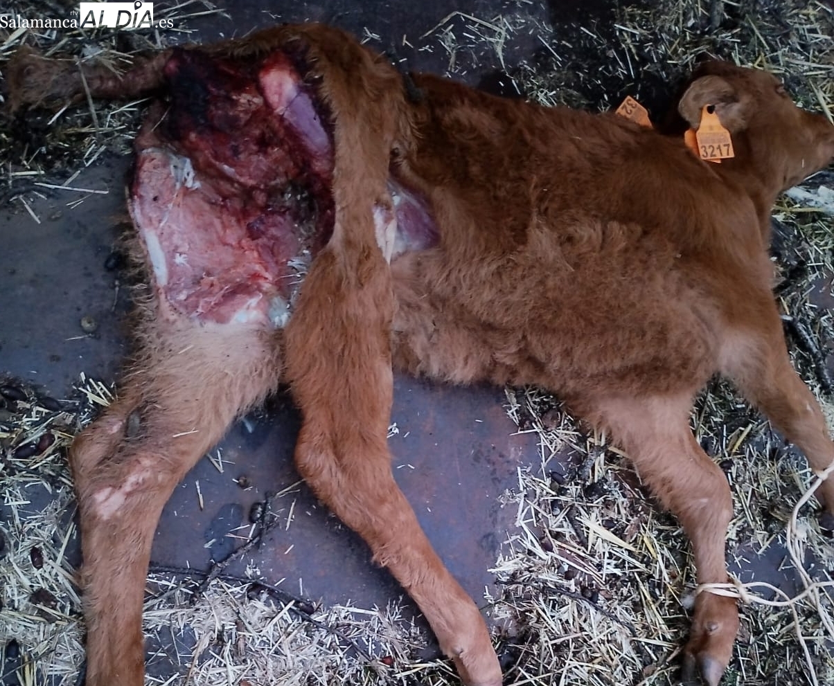 Ataque de lobo en Olmedo de Camaces: un ternero y tres ovejas muertos