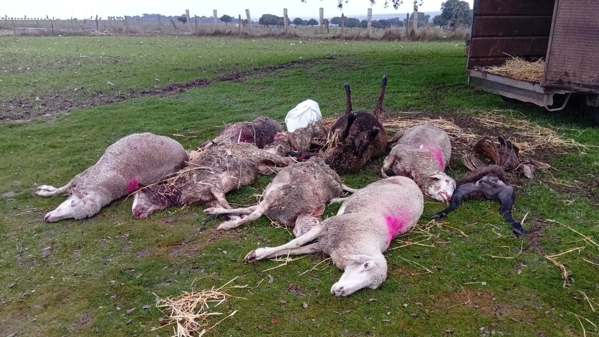 Ataque de lobo en Salamanca: 10 ovejas muertas en Yeltes