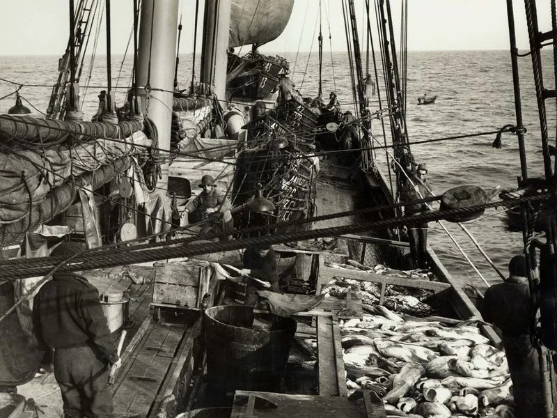 Los portugueses y el bacalao: Bacalao de Cura Tradicional Portuguesa 