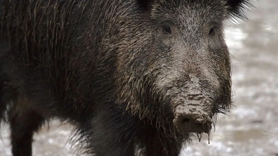 Caza del jabalí en Castilla y León: Alianza Verde se opone