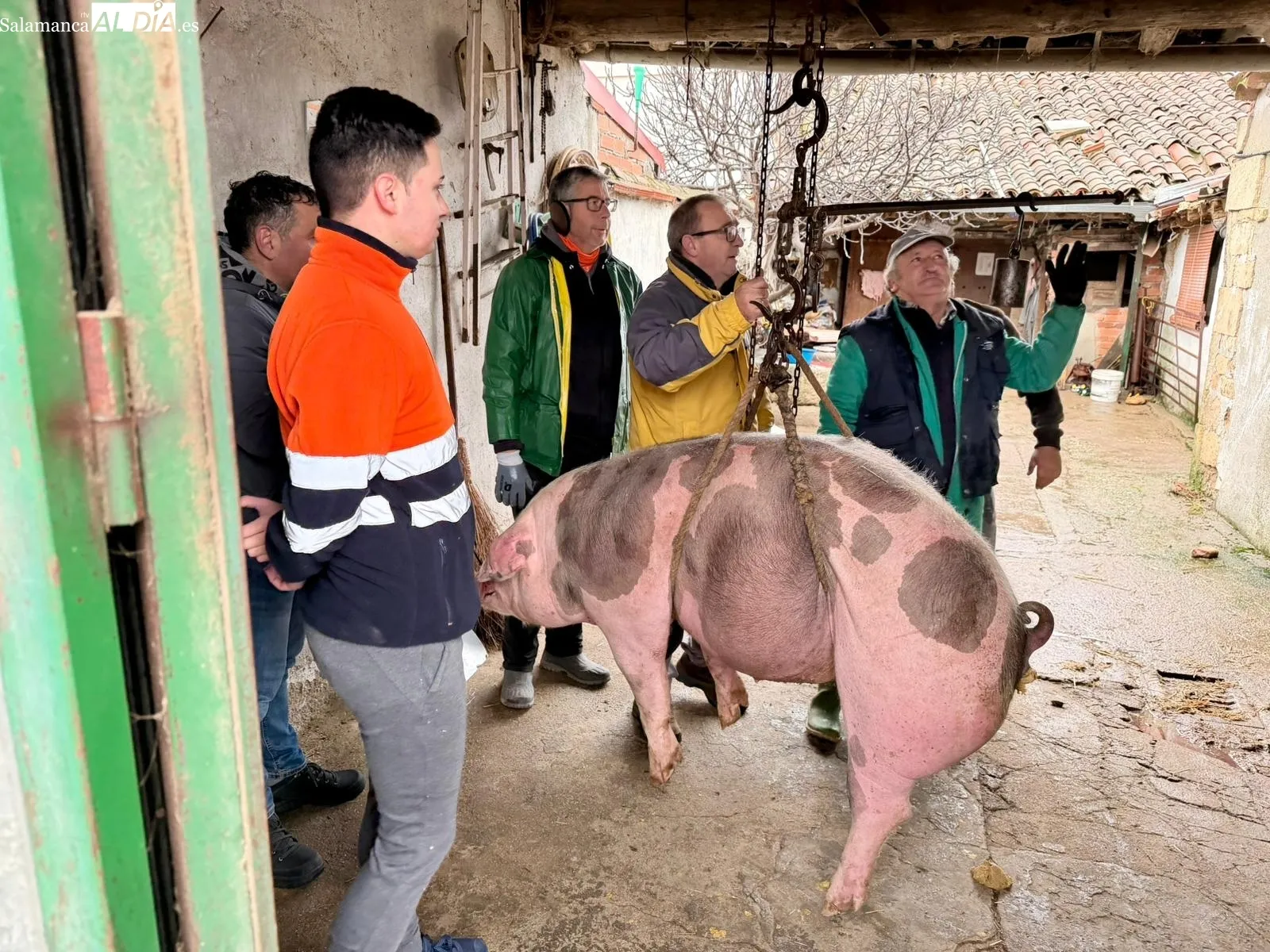 Matanza tradicional en La Vellés 