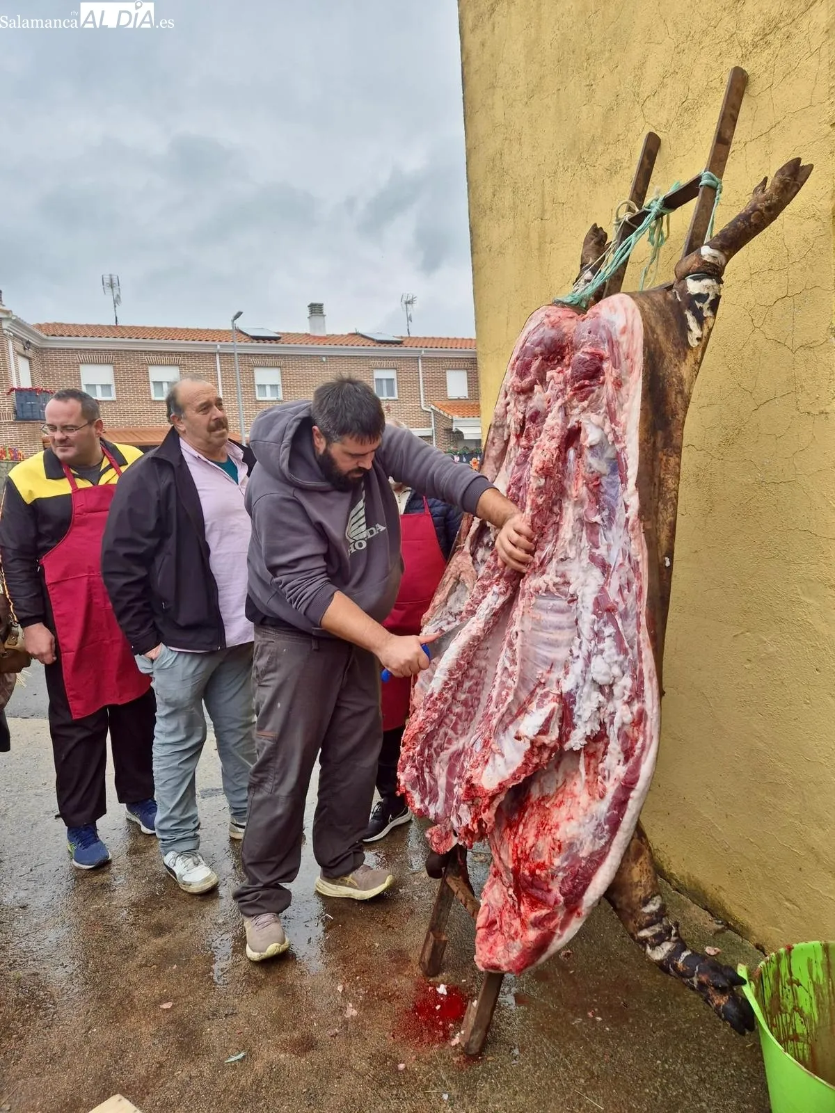 Matanza tradicional en La Vellés 