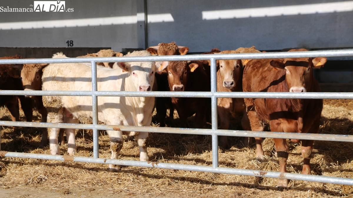 Lonja de Salamanca: UPA-COAG pide publicar precios de destino