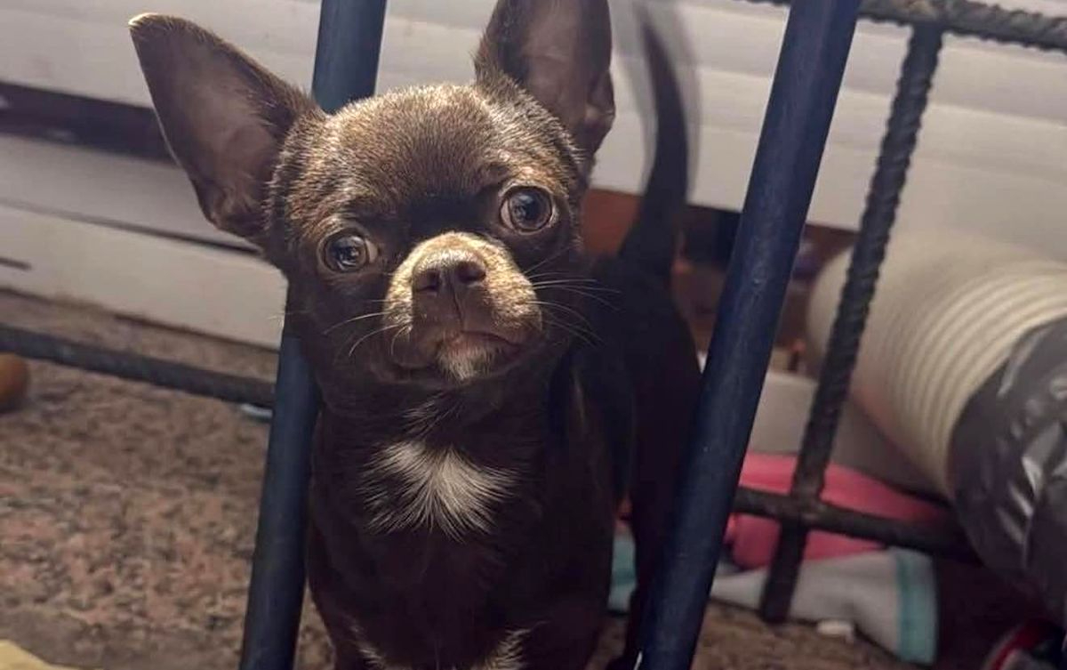 Buscan a Lulú, perro perdido en Nicar, y denuncian estafa