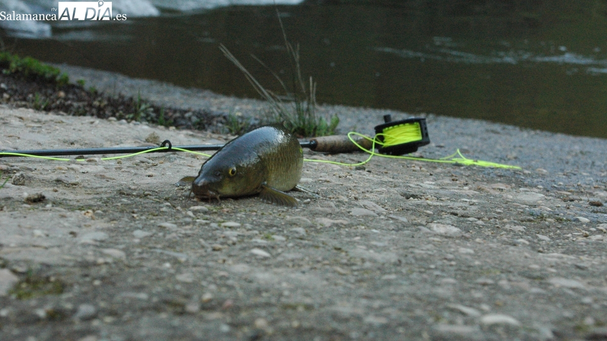 Normativa de pesca en Salamanca 2026: cotos y vedas