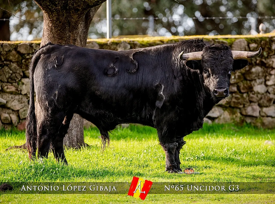 Domingo Encierro a caballo