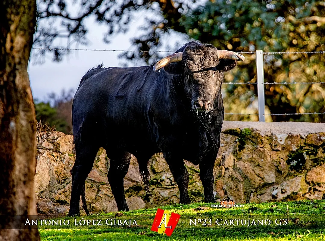 Domingo Encierro a caballo