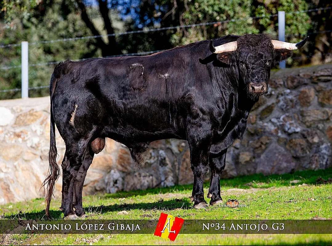 Domingo Encierro a caballo