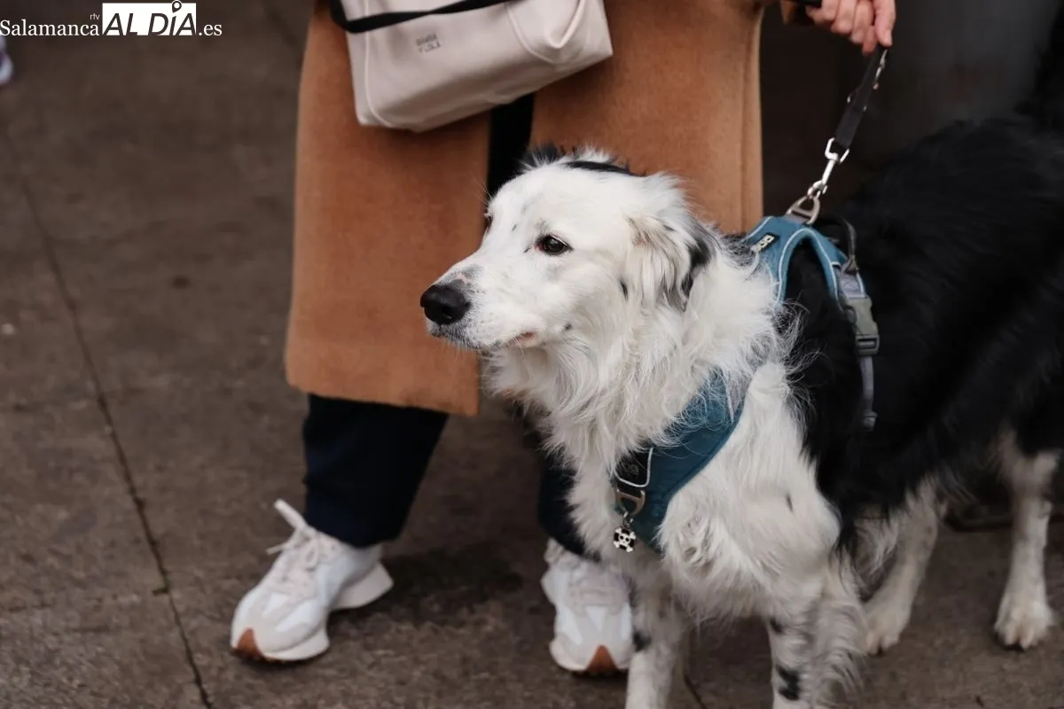 Bendición de los animales en el Campo de San Francisco de Salamanca. Foto: David Sañudo