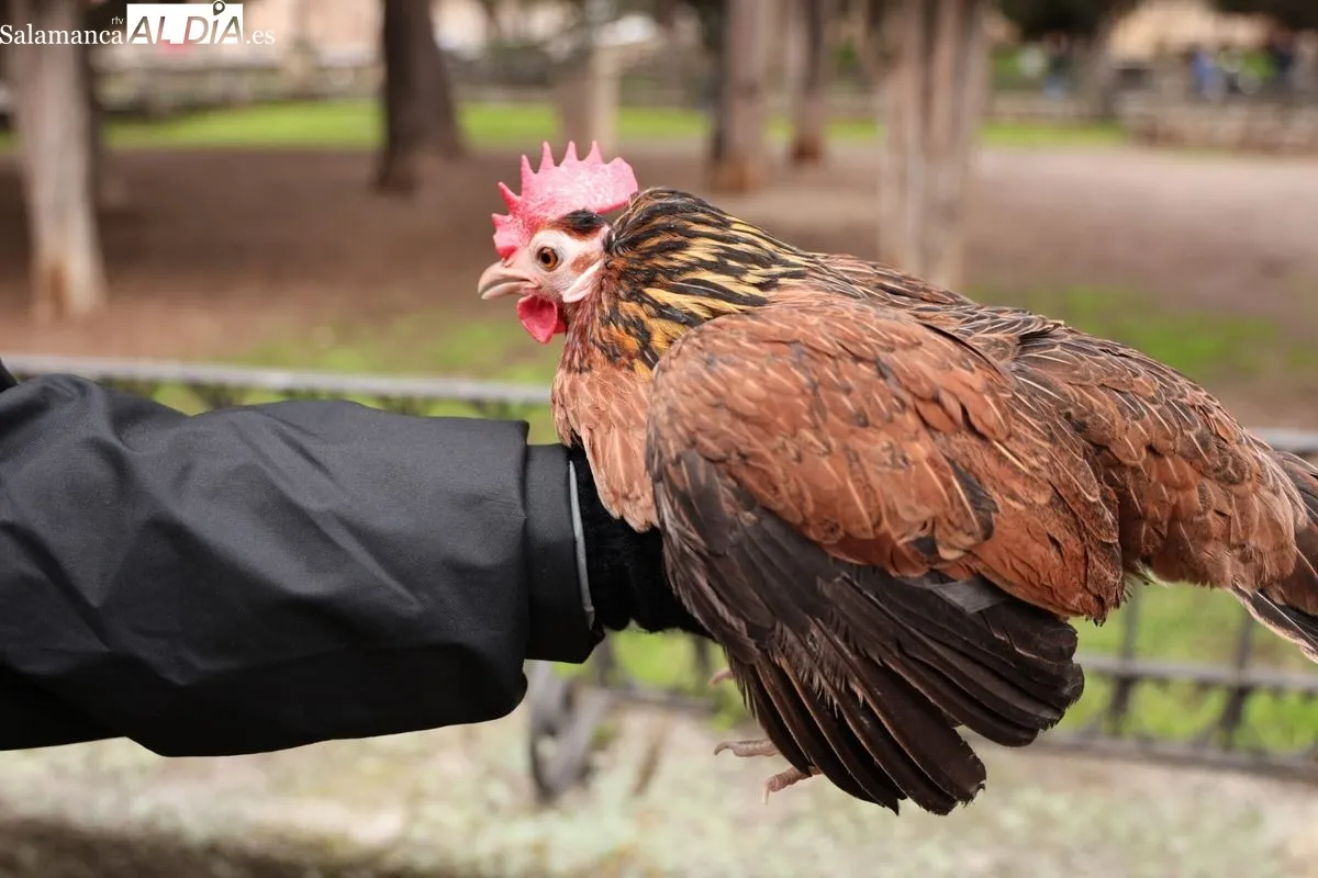 Bendición de los animales en el Campo de San Francisco de Salamanca. Foto: David Sañudo