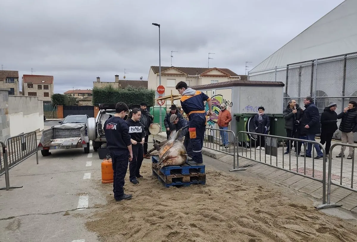Foto 2 - Cabrerizos revive la tradici&oacute;n en su Fiesta de la Matanza