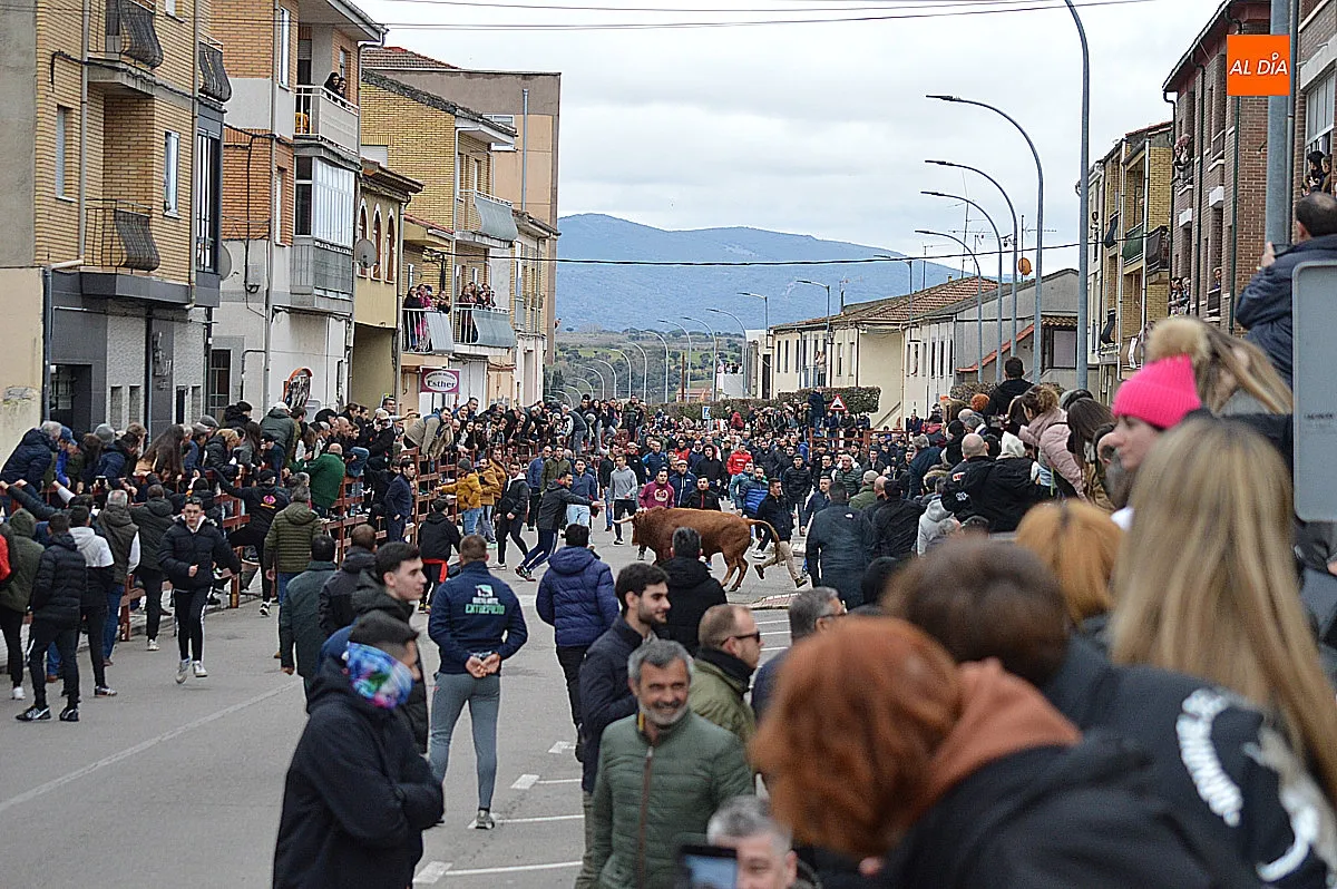 Toro de San Sebastián 