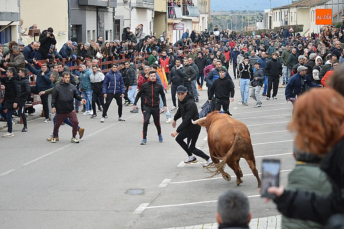 Toro de San Sebastián 