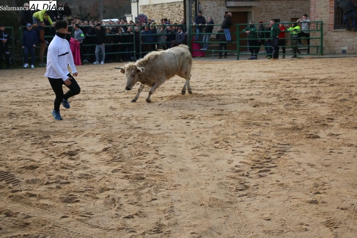 Celebración del II Novillos San Blas en Corporario / CORRAL