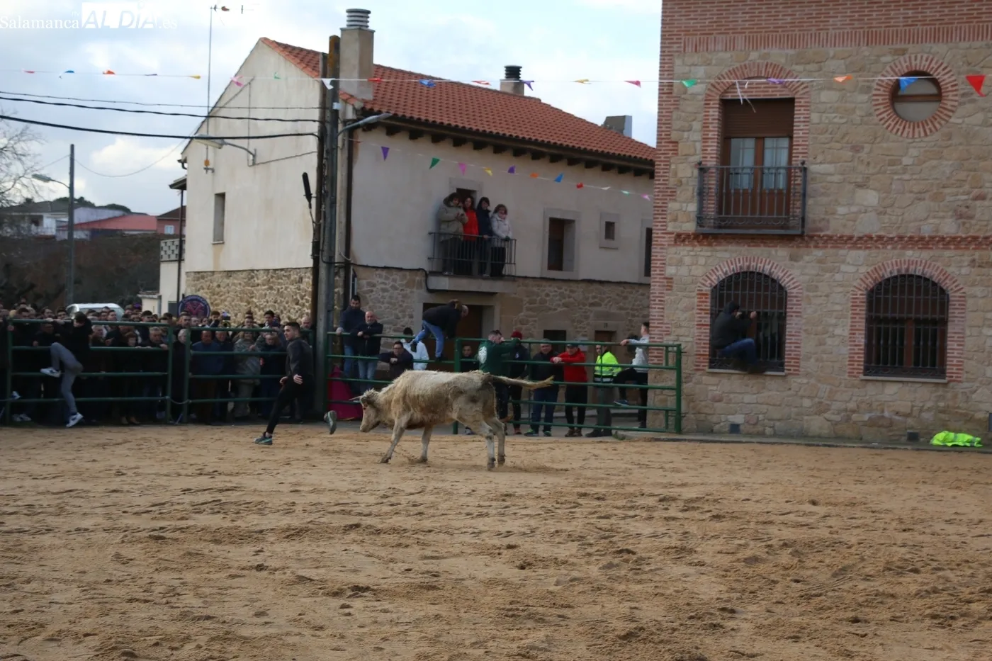 Celebración del II Novillos San Blas en Corporario / CORRAL