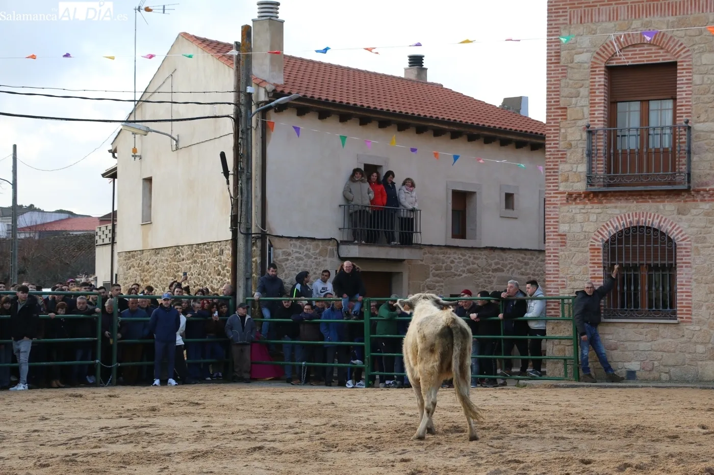 Celebración del II Novillos San Blas en Corporario / CORRAL