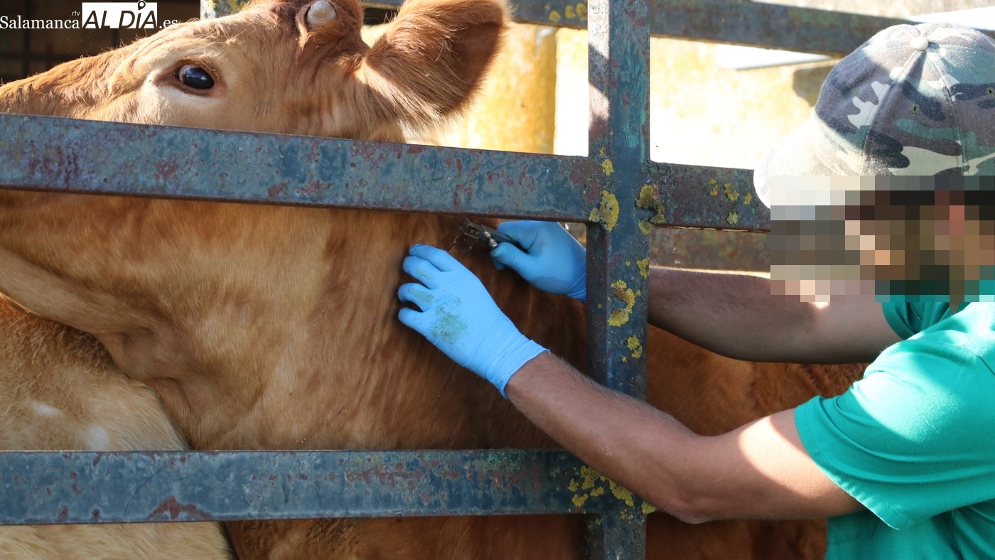 Ganaderos de Salamanca alertan sobre sanidad y protestas