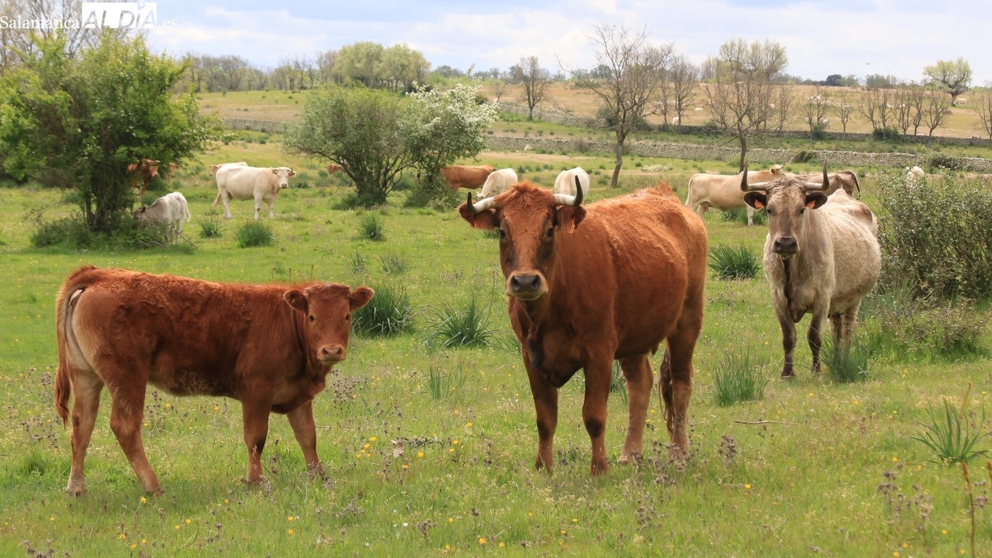 Mercado de ganado y lonja de Salamanca del 19 de enero de 2026