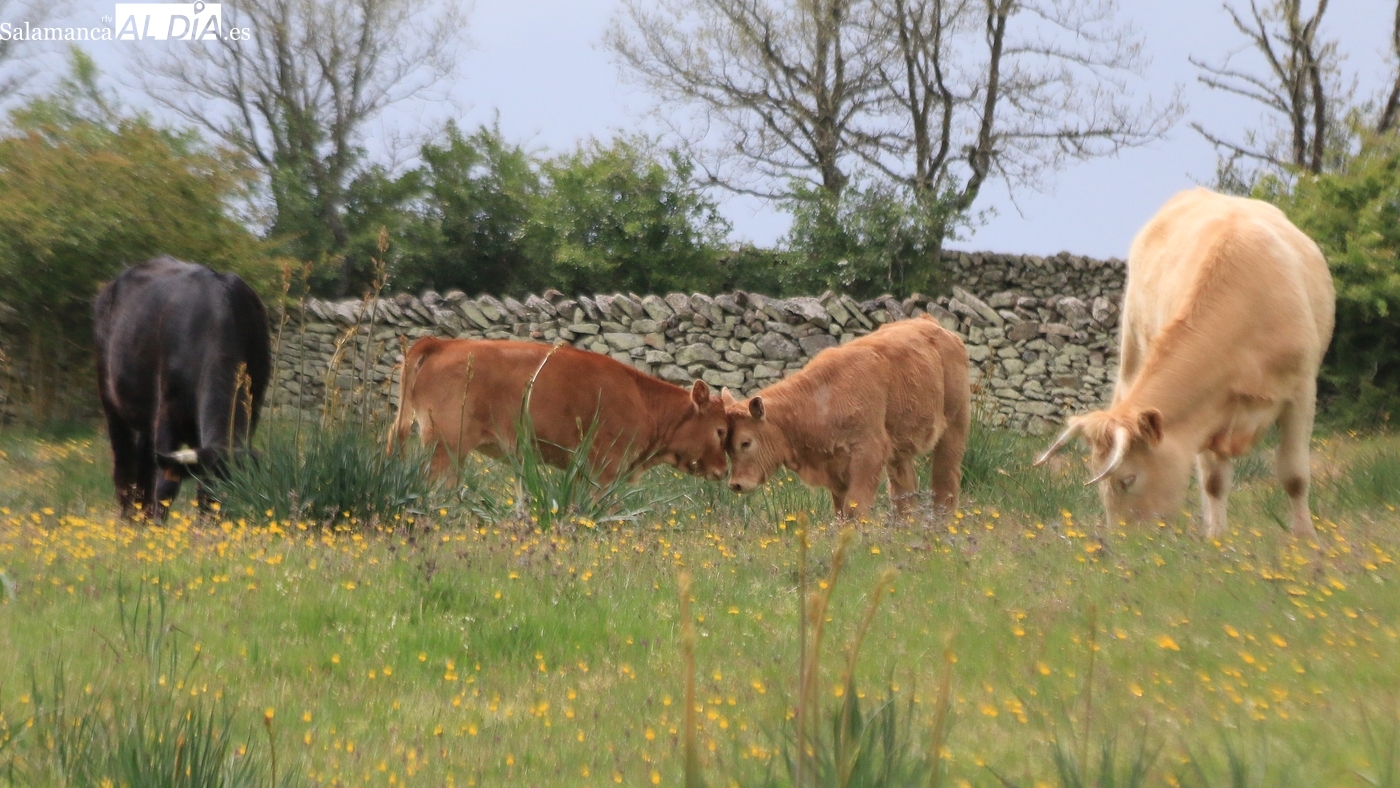 Mercado de ganado y lonja de Salamanca del 26 de enero de 2026