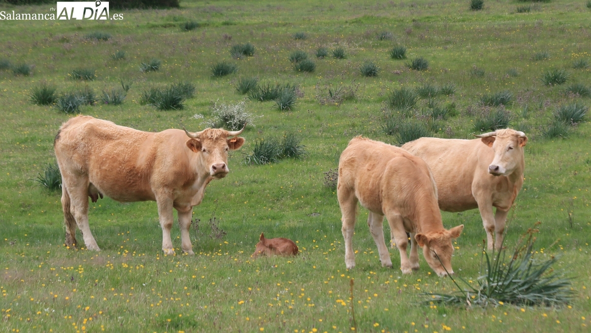 Mercado de ganado y lonja de Salamanca del 12 de enero de 2026