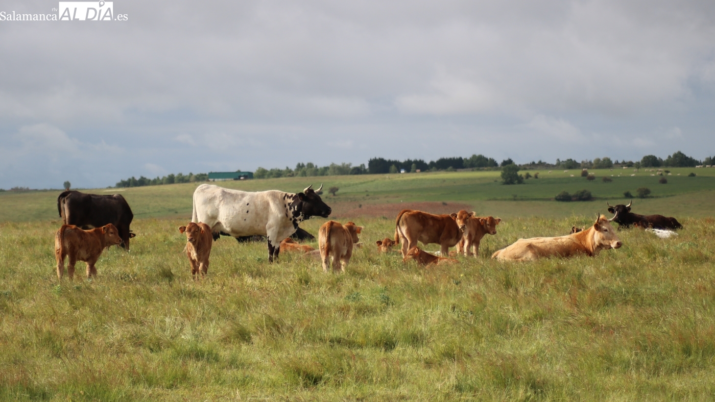 Ayudas PAC 2026: abierto el plazo para su solicitud