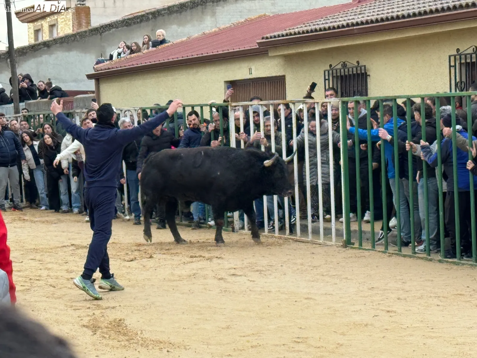 Foto 8 - Afici&oacute;n y emoci&oacute;n llenan Babilafuente en el esperado VI Toro de San Blas