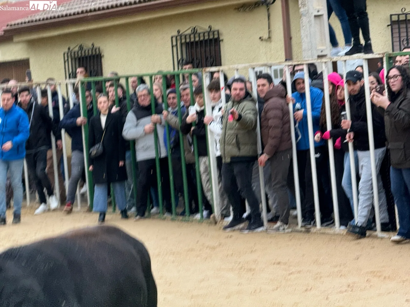 Foto 9 - Afici&oacute;n y emoci&oacute;n llenan Babilafuente en el esperado VI Toro de San Blas