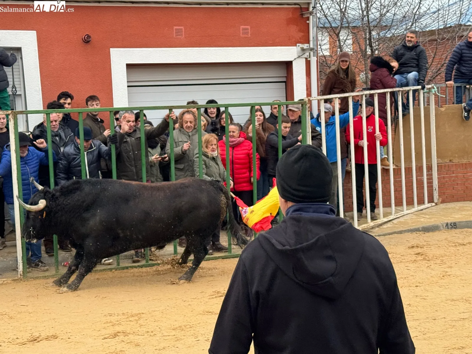 Foto 4 - Afici&oacute;n y emoci&oacute;n llenan Babilafuente en el esperado VI Toro de San Blas