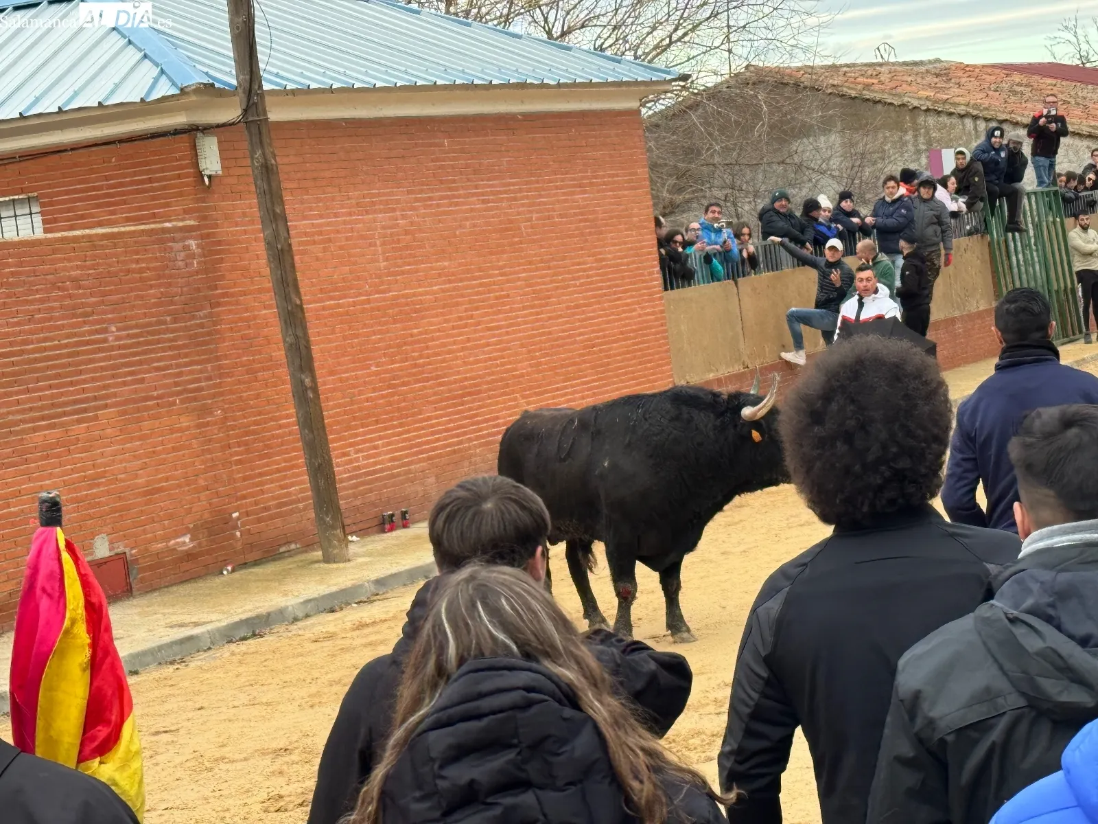 Foto 5 - Afici&oacute;n y emoci&oacute;n llenan Babilafuente en el esperado VI Toro de San Blas