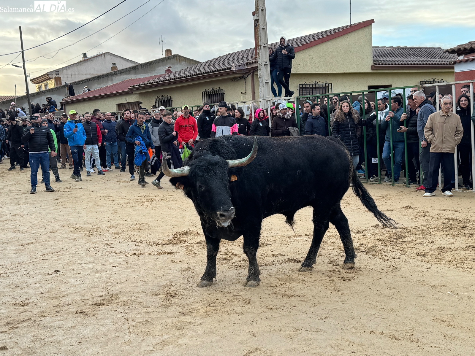 Afición y emoción llenan Babilafuente en el esperado VI Toro de San Blas
