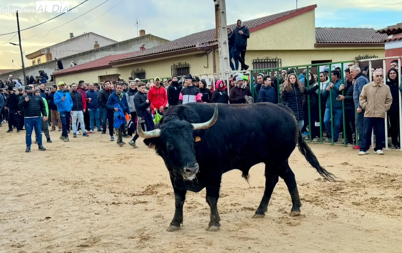 Foto 2 - Afici&oacute;n y emoci&oacute;n llenan Babilafuente en el esperado VI Toro de San Blas