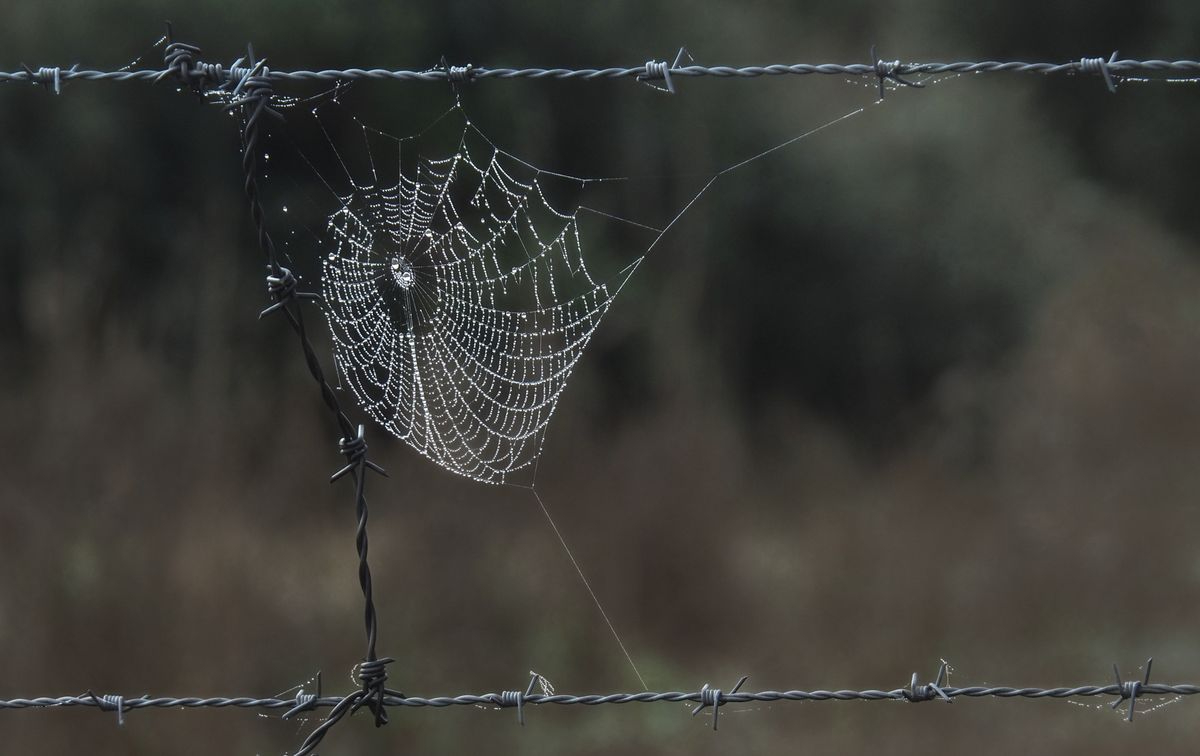 Telaraña en Golpejas, Salamanca