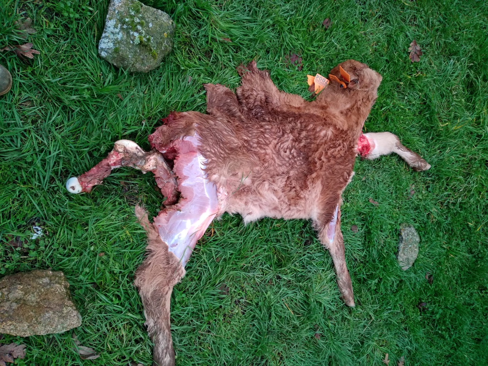 Ataque de lobo en Peralejos de Abajo: muere una ternera en Nochevieja