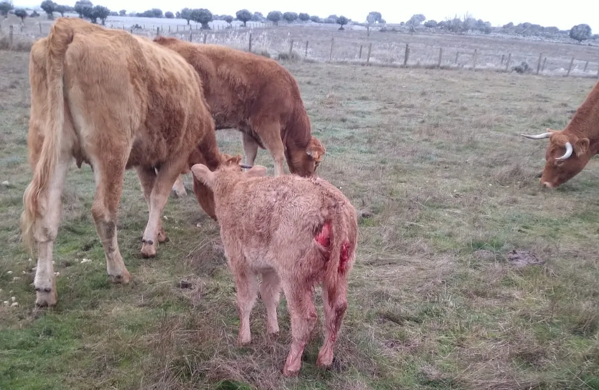 La ternera murió el día de Año Nuevo, al día siguiente del ataque