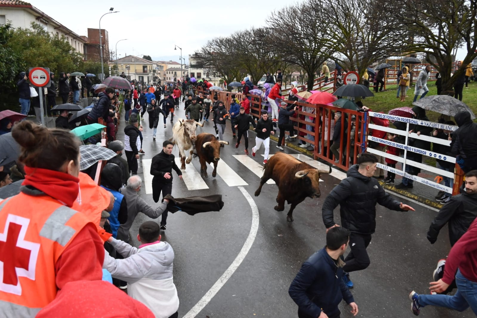 Sin problemas con la Dermatosis Nodular para la celebración normal del Carnaval del Toro 2026 en Ciudad Rodrigo 