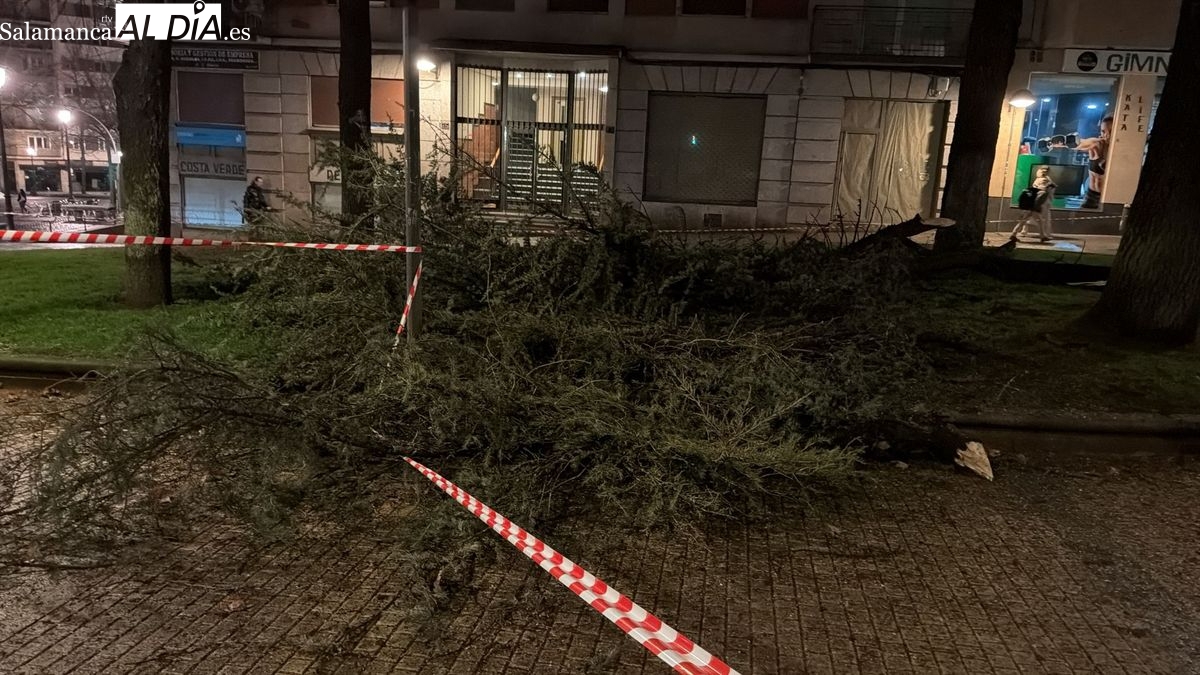 El viento provoca la caída de ramas en el paseo de Carmelitas 