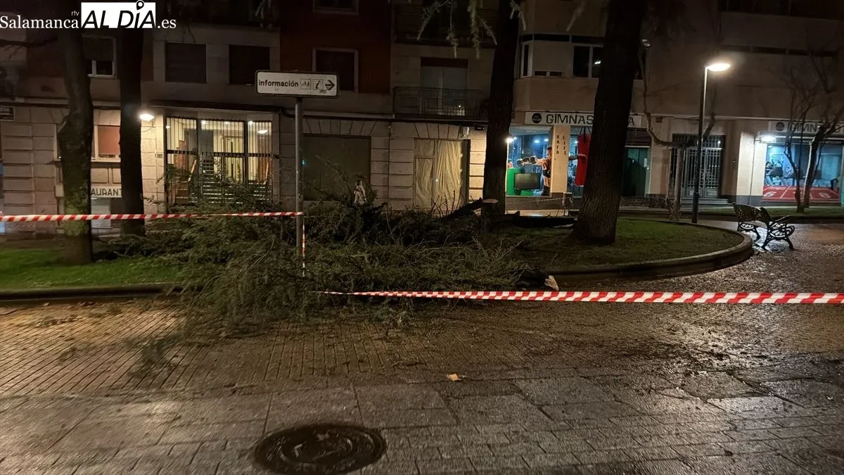 El viento provoca la caída de ramas en el paseo de Carmelitas. Foto V. Martins
